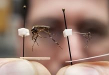 North Carolina Is Suffering A Mosquitoes Problem After Hurricane Florence