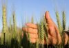 PTI govt approves wheat export at subsidised rate wheat