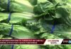 Romaine Lettuce Is Unsafe To Eat, Should Be Thrown Out: CDC